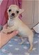 Chihuahua-puppy's te koop - 0 - Thumbnail