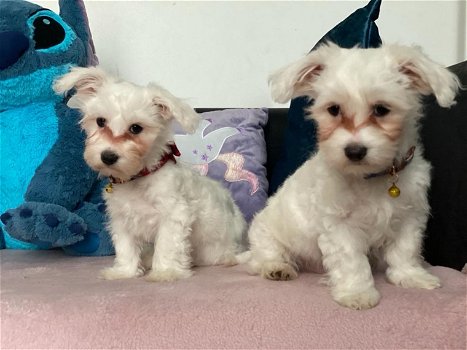 Wauw, niet missen !!! Mannelijke en vrouwelijke Maltese puppy's voor adoptie - 0