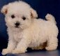 Maltipoo pup - 0 - Thumbnail