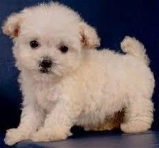 Maltipoo pup