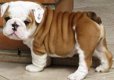 ~~~ GEZONDE ENGELSE BULLDOG PUPPIES OM TE HERHUISEN ~~~~~~~ - 0 - Thumbnail