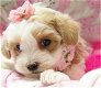 Schattige en kleine Maltipoo-puppy's gratis adoptie - 0 - Thumbnail