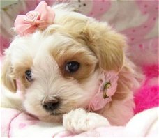 Schattige en kleine Maltipoo-puppy's gratis adoptie