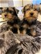 Teacup Perfection is our YORKIE PUPPY - 0 - Thumbnail