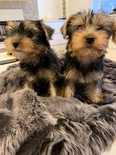 Teacup Perfection is our YORKIE PUPPY