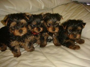 Teacup Perfection is our YORKIE PUPPY - 1