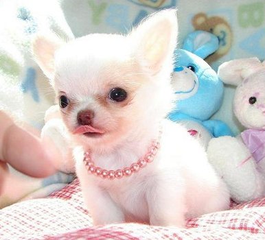 Mannelijke en vrouwelijke Chihuahua-puppy's beschikbaar - 0