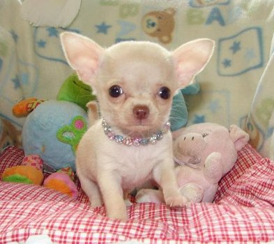 Mannelijke en vrouwelijke Chihuahua-puppy's beschikbaar - 1