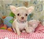 Mannelijke en vrouwelijke Chihuahua-puppy's beschikbaar - 1 - Thumbnail