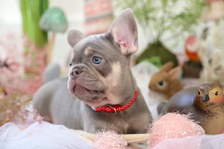 We hebben fantastische puppy's - nr. 1