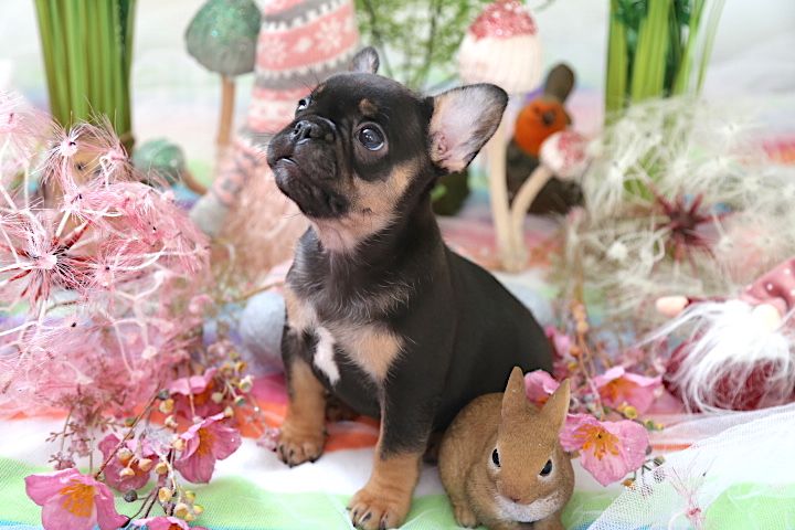 We hebben fantastische puppy's - Afbeelding 2