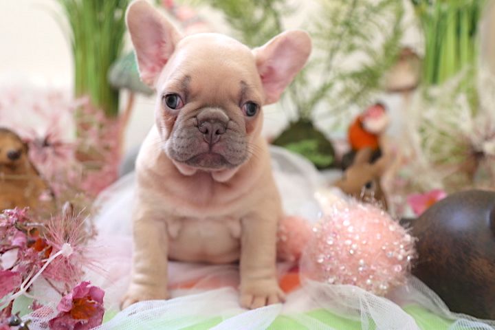 We hebben fantastische puppy's - Afbeelding 3