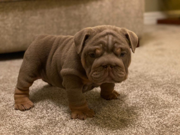 We hebben 2 prachtige Engelse bulldog-puppy's - nr. 1