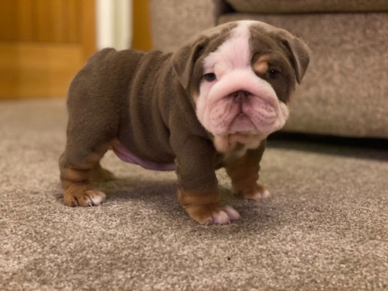 We hebben 2 prachtige Engelse bulldog-puppy's - Afbeelding 2
