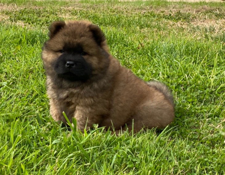 schattige kleine chow chow-puppy's - nr. 1