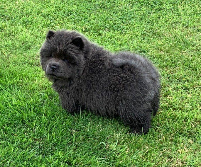 schattige kleine chow chow-puppy's - Afbeelding 2
