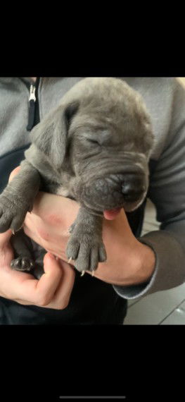 KC Askams lady great dane puppy - nr. 1
