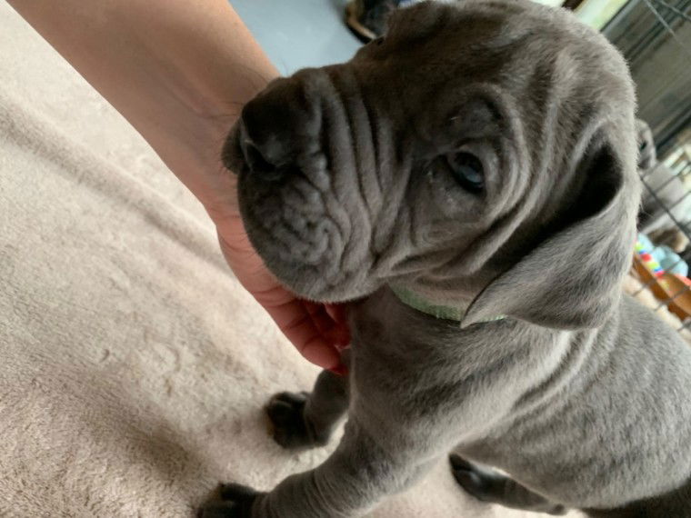 KC Askams lady great dane puppy - Afbeelding 2