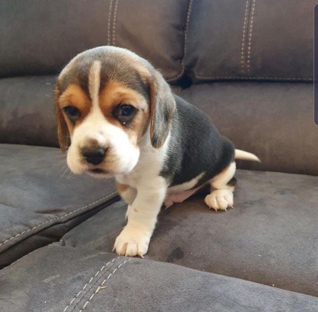 Mooie en vriendelijke Beagle pups - nr. 1