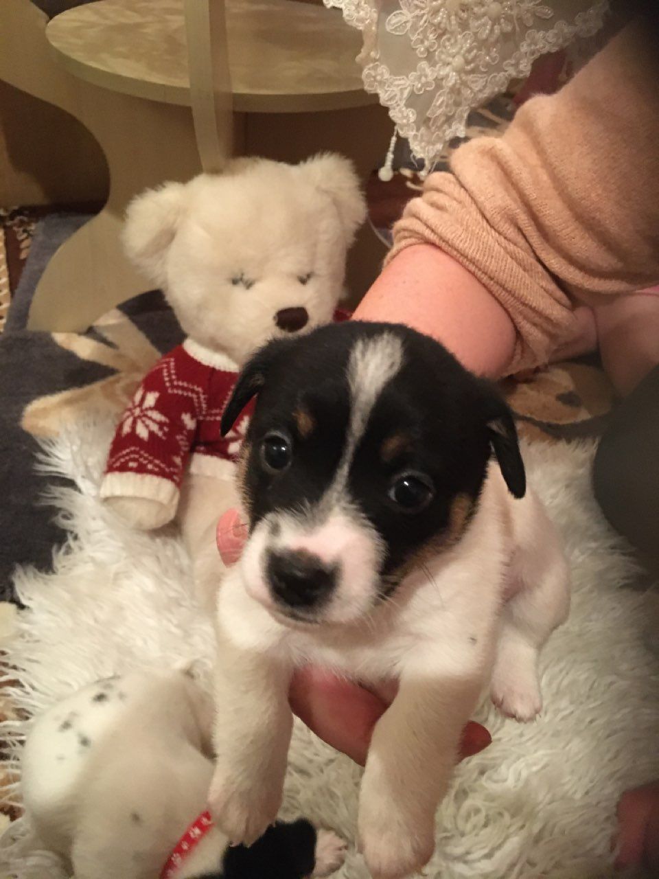 mooie Jack Russell jongen puppies - nr. 1