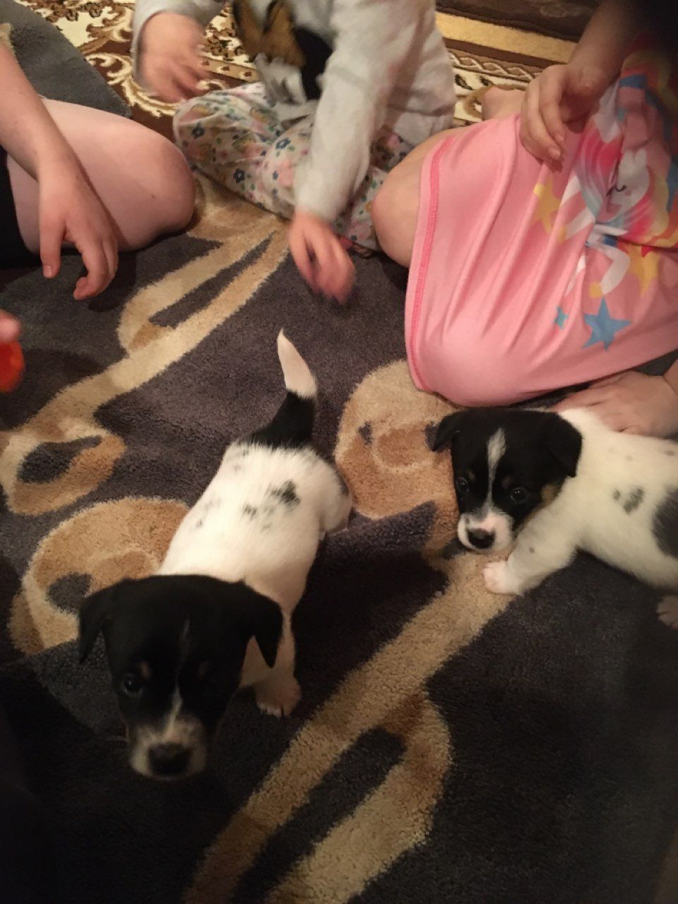 mooie Jack Russell jongen puppies - Afbeelding 2