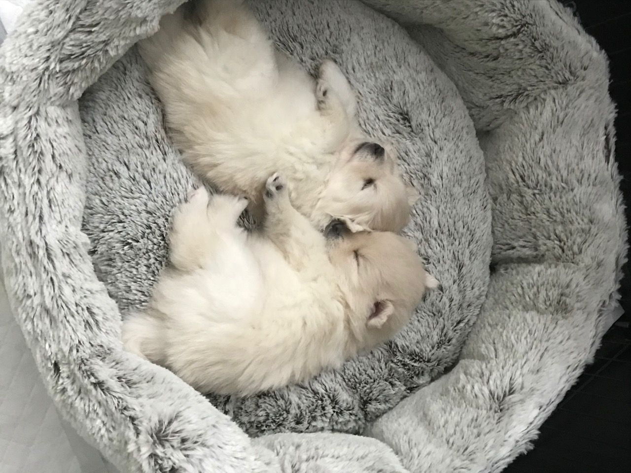 Hier hebben we prachtige Pomsky-puppy's - nr. 1