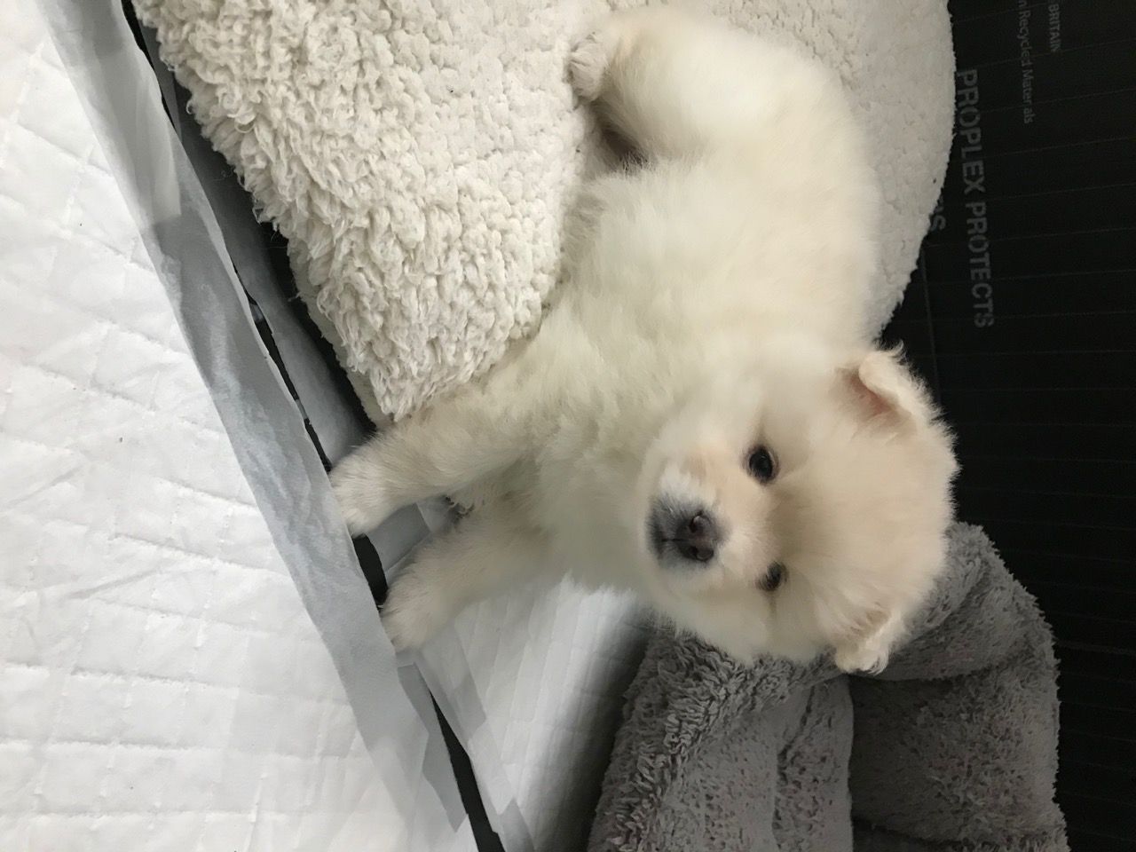 Hier hebben we prachtige Pomsky-puppy's - Afbeelding 2