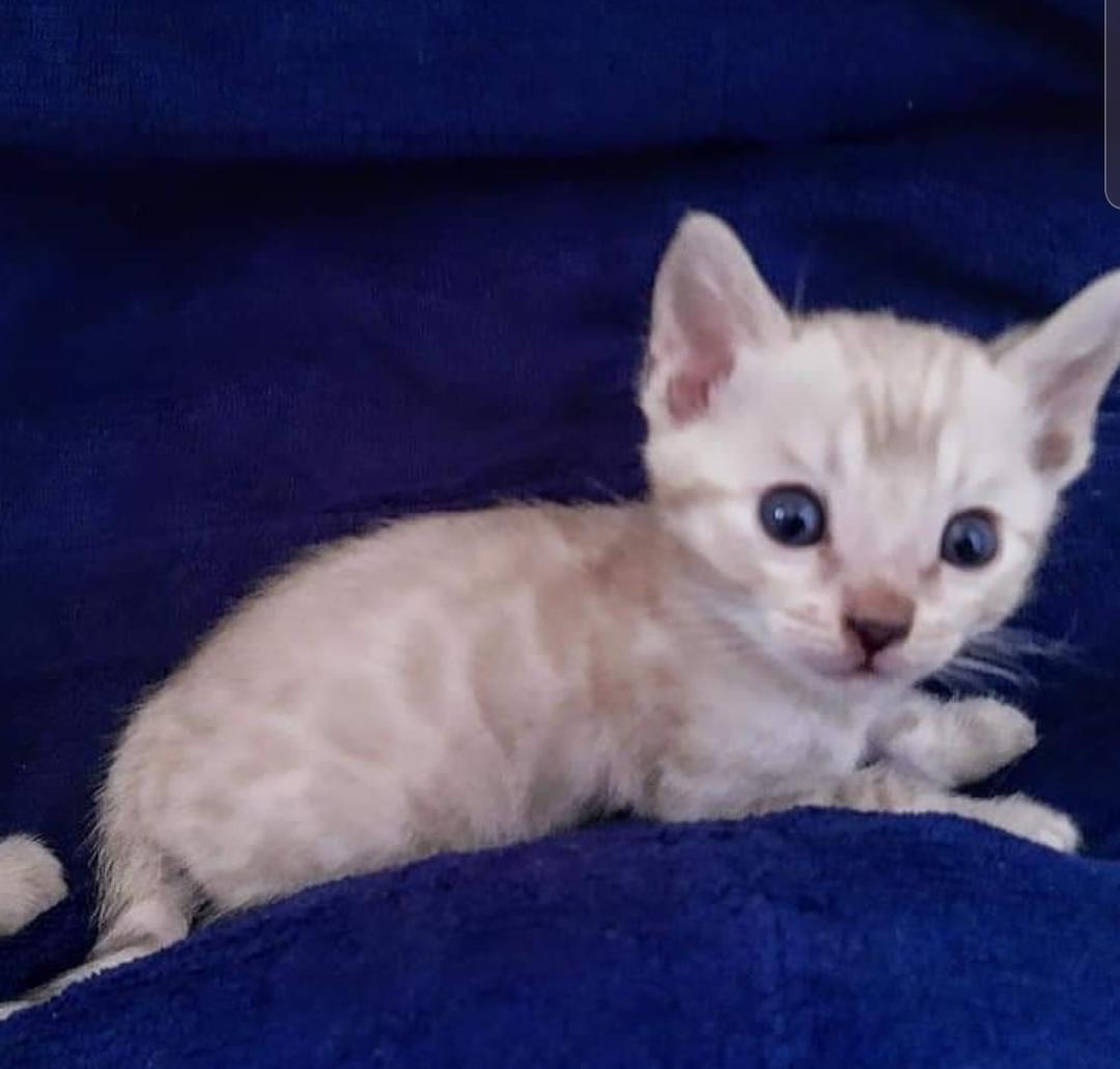 Mooie bruingevlekte Bengaalse kittens - nr. 1