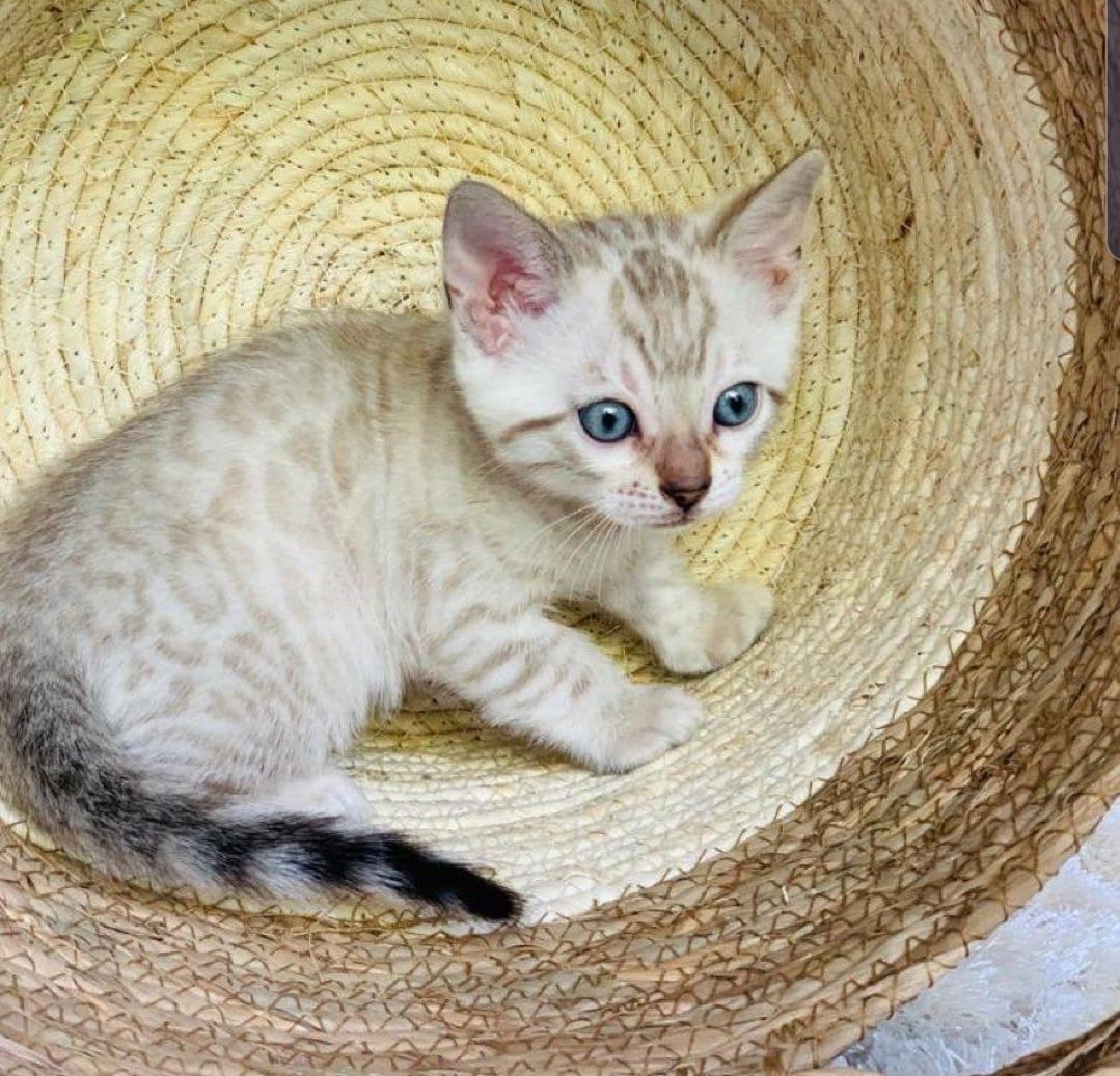 Mooie bruingevlekte Bengaalse kittens - Afbeelding 2