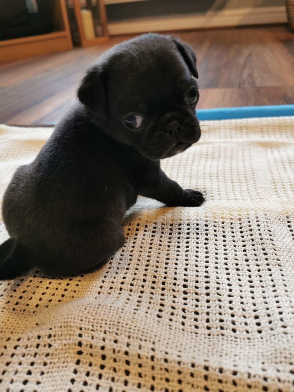 Mooie mops puppy's - nr. 1