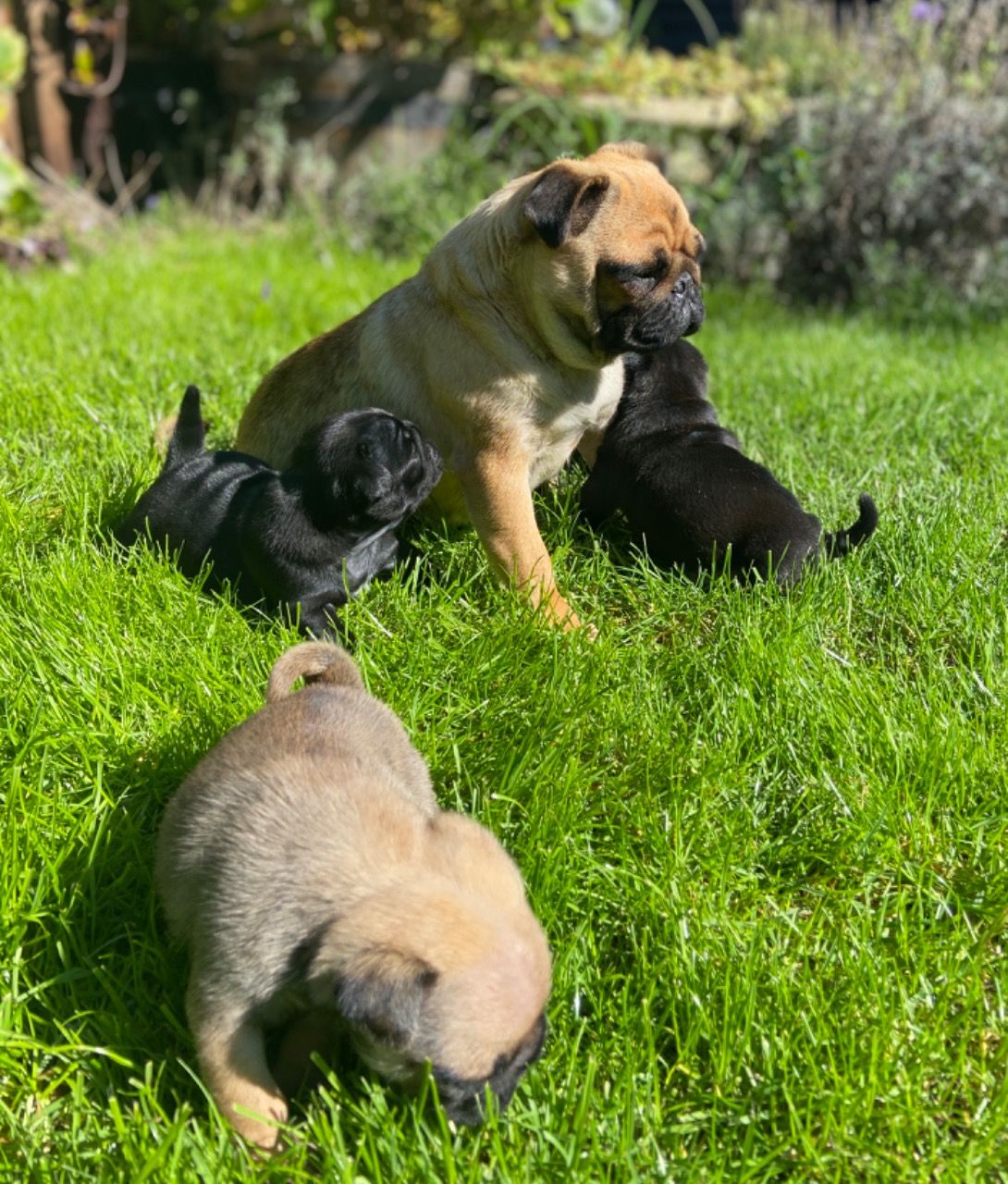 Mooie mops puppy's - Afbeelding 2