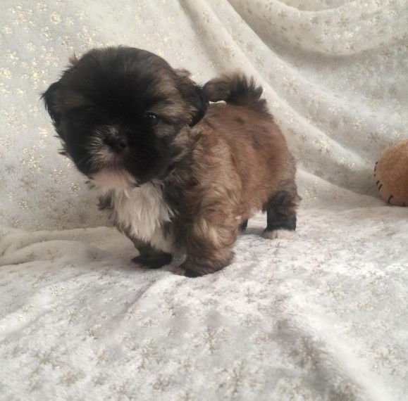 Schattige shih tzu-puppy's - nr. 1