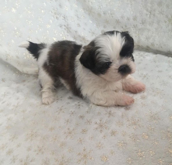 Schattige shih tzu-puppy's - Afbeelding 2