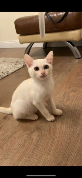 Hij is een Aziatisch kitten - nr. 1