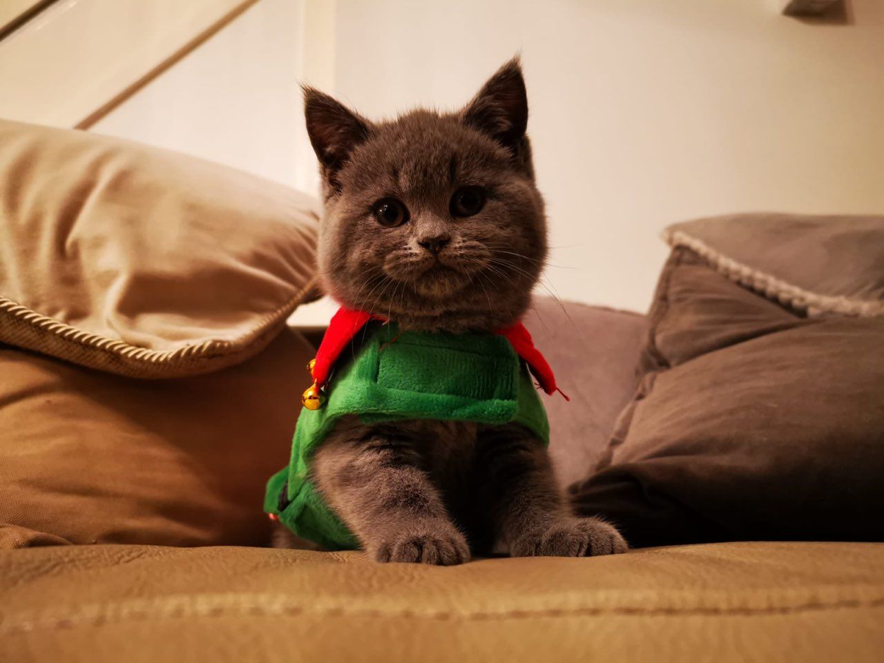 Brits korthaar blauwe kittens - nr. 1