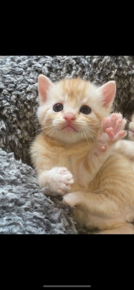 Mooie Perzische X Kittens te koop - nr. 1