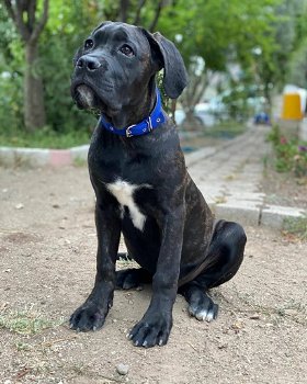 prachtige puppy's van cane corso beschikbaar voor adoptie - 0