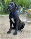 prachtige puppy's van cane corso beschikbaar voor adoptie - 0 - Thumbnail