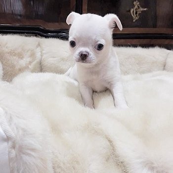 prachtige puppy's van chihuahua beschikbaar voor adoptie - 0
