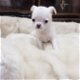 prachtige puppy's van chihuahua beschikbaar voor adoptie - 0 - Thumbnail