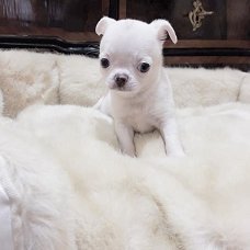 prachtige puppy's van chihuahua beschikbaar voor adoptie