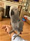 Afrikaanse grijze papegaai Baby Inc Cage N Toys - 0 - Thumbnail