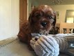 Cavalier-puppy's klaar om te vertrekken - 0 - Thumbnail