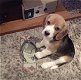 Showtype Prachtige Beagle Puppies - 0 - Thumbnail