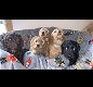 Volledig gefokte Akita-pups klaar voor elk liefhebbend gezin - 0 - Thumbnail