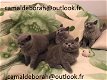 Mooie Britse korthaar kittens - 0 - Thumbnail