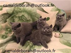  Mooie Britse korthaar kittens 