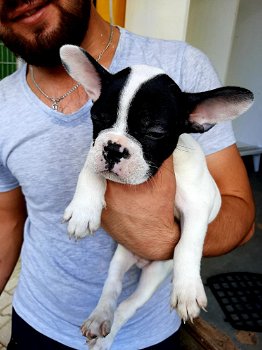 Franse Bulldog-puppy klaar voor een nieuw huis - 0