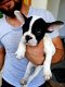 Franse Bulldog-puppy klaar voor een nieuw huis - 0 - Thumbnail