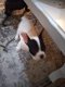 Franse Bulldog pups - 0 - Thumbnail